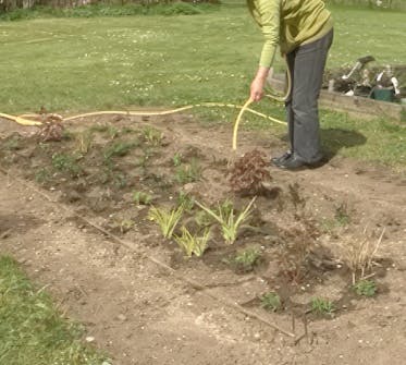 Stauder Gjødsel og vanning Stauder Gjødsel og vanning